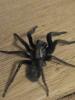 Segestria florentina